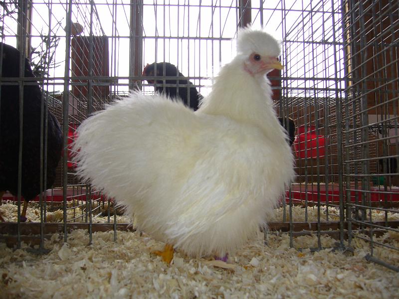 Kreisschau Coesfeld 2008 153.jpg - Siamesische Zwerg Seidenhühner von Jan und Nils Püth Preis V97 LVEJ